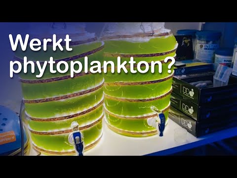 Video: Er plankton en producent?