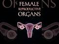 Female Reproductive Organs | Simple Explanation | #reproductivesystem