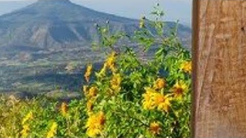 🌷(ص ٨٣ سورة النساء ) - القارئ الشيخ علي بن عبد الرحمن الحذيفي حفظه الله تعالى ...