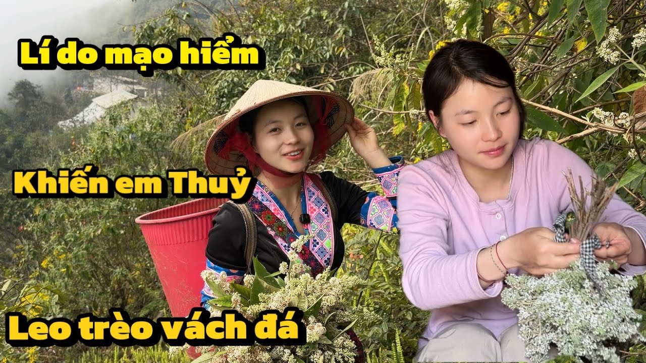 Em Thuỷ vào rừng sâu thu hái loài hoa có mùi hương đặc trưng của núi rừng 