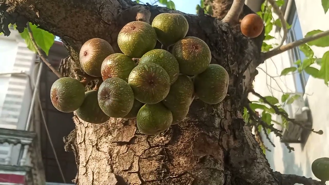 hoa trà my có hoa rất đẹp và cây sung quả màu hiếm lạ 