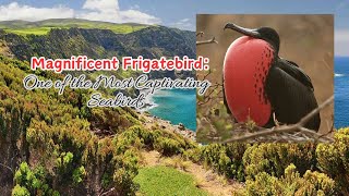 Magnificent Frigatebird: One of the Most Captivating Seabirds #birds #seabirds #animals