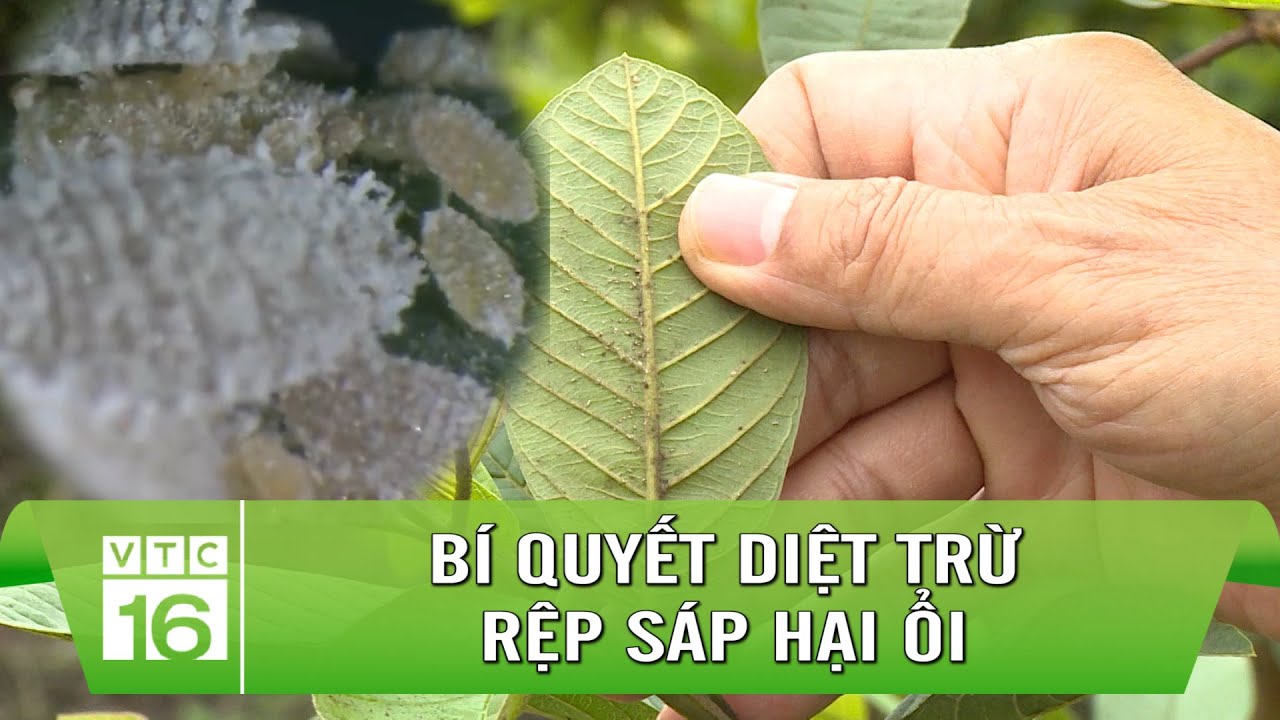 Bí quyết diệt trừ rệp sáp hại ổi | VTC16