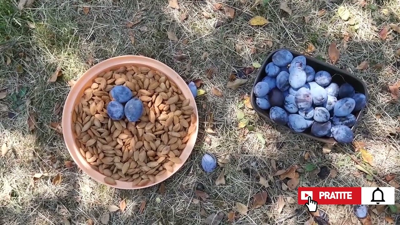 Koje su šljive najbolje za rakiju?