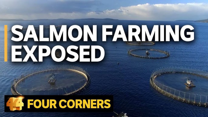 Burgeoning salmon farming industry sparks controversy over pollution and  sustainability 