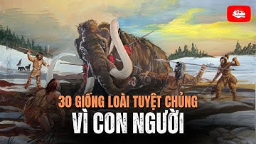 30 giống loài động vật tiêu biểu tuyệt chủng vì con người | Video tổng hợp