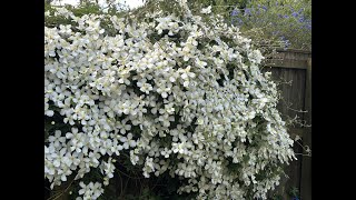 How to Plant a Clematis