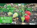 Fragole incredibili: aumento del 50% del raccolto | Orto e Giardinaggio