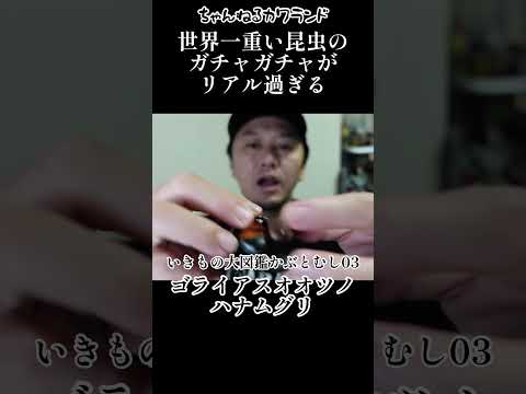 世界一重い昆虫のガチャガチャがリアル過ぎる いきもの大図鑑かぶとむし03 ゴライアスオオツノハナムグリ Shorts
