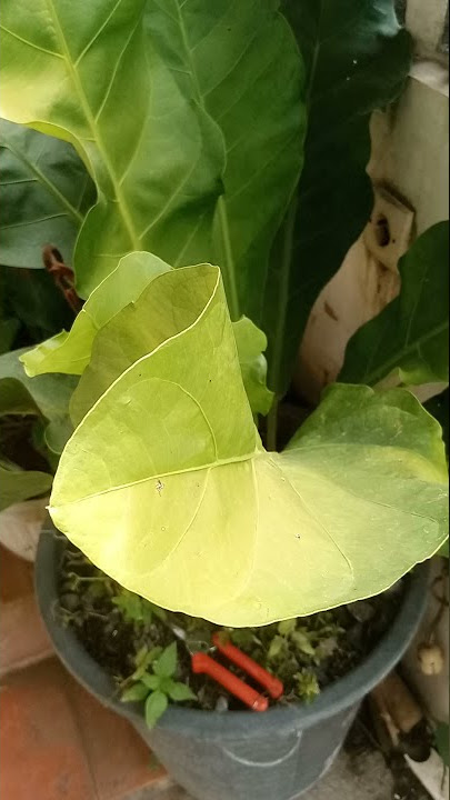 Anthurium hokeri
