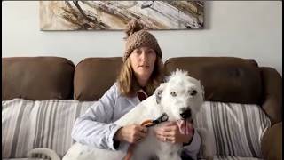 Dog Trainers In Tulsa | “GO FOR IT! It Works and You'll Be Happy"