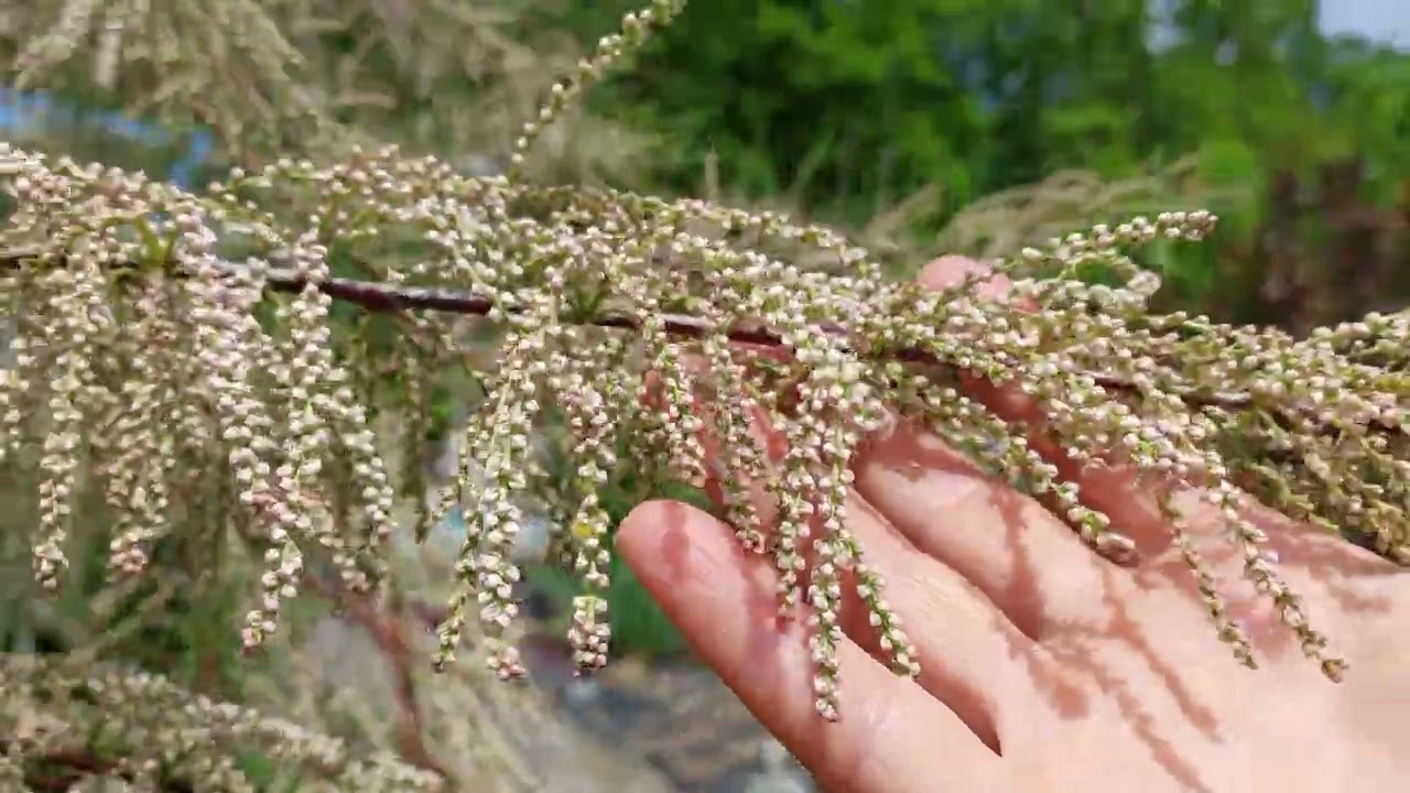 Мой сад...пение птиц..живая природа..лес