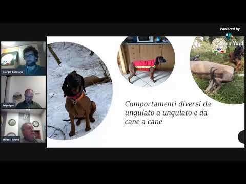 Video: Whoa - Questo è un cane da salvataggio o un coniglio da coniglio?