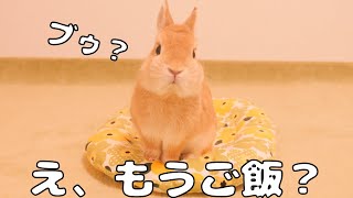 なんの変哲のないうさぎ これがうさぎの偽妊娠 禰󠄀豆子みたい！？ [47] - YouTube
