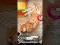 #подпишись #юмор#короткометражки #котики2022 #кот#