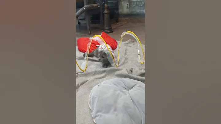 Video 9106911: scottish fold kitty, scottish fold cat playing, curious kitty, kitty toy