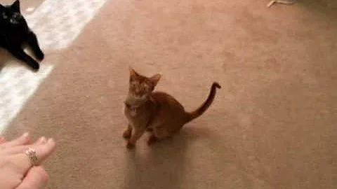Watch the video about Okuni the Abyssinian Cat sits on command