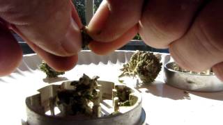 Wicked Roots Vapezilla Vapor Rips with Sour Diesel & L.A. Confidential