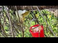 Extreme wild honey bee harvesting philippinesmassive honey bee