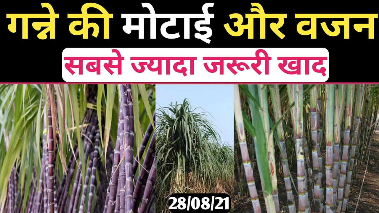 गन्ने की मोटाई और वजन बड़ाए । How can increase the thickness and weight