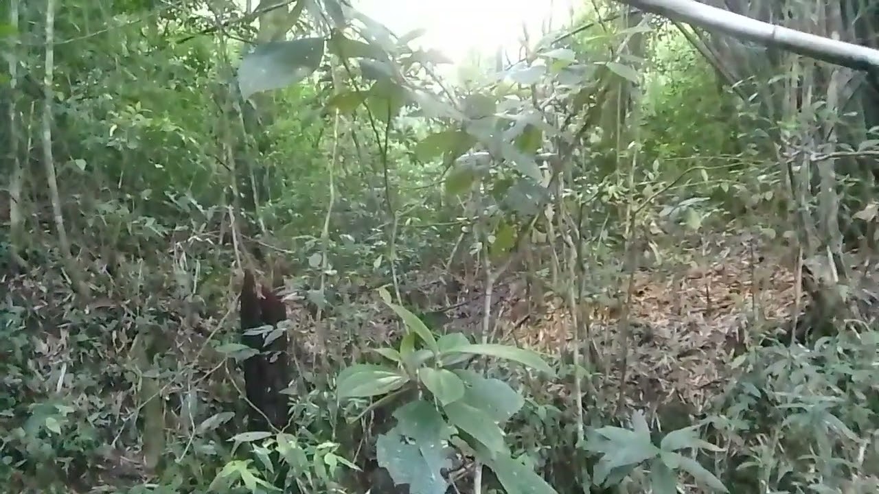 Sítio do boza parti 2