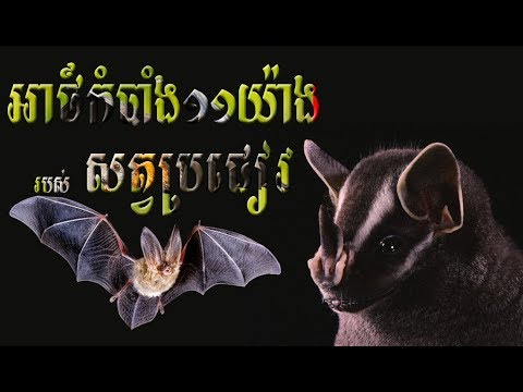 អាថ៍កំបាំង១១យ៉ាងអំពីសត្វប្រជៀវ - Top Secret Of Bats