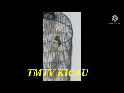 LOVEBIRD DURASI 5 MENIT