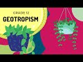 Understanding Geotropism
