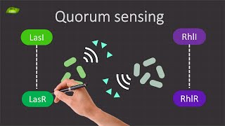 Decoding Quorum Sensing in Pseudomonas aeruginosa | Basic Science Series