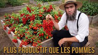 50 plantes MINUSCULES qui produisent plus de nourriture que les arbres fruitiers