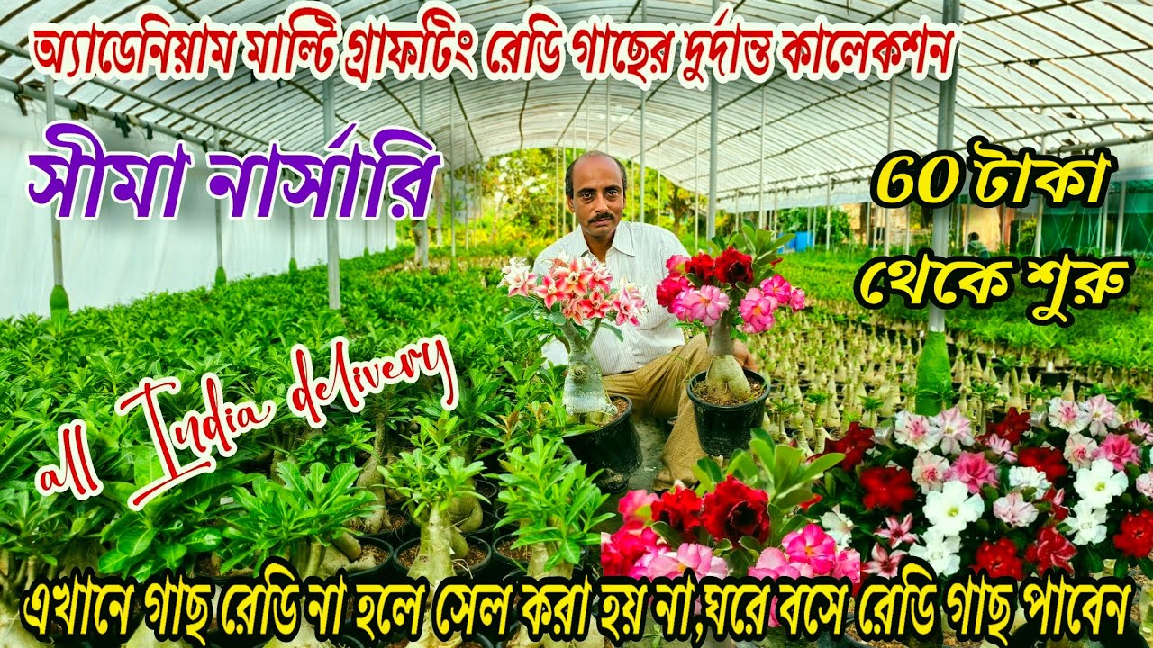 অ্যাডেনিয়াম ফুল গাছের কারখানাতে কম দামে রেডি মাল্টি গ্রাফটিং সঠিক গাছ পাবেন /adenium nursery visit