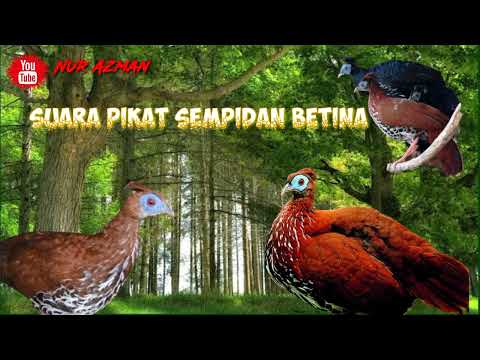 Suara pikat Ayam SEMPIDAN BIRU KALIMANTAN//AMPUH!! TERBUKTI #hunting #suarapikat #pikat #sempidan