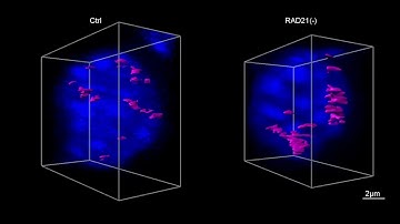 Cohesin prevents cross-domain gene coactivation