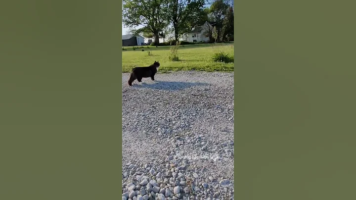 Video 2368391: catlover funnycatvideos kitten, funnycatvideos cats catlover, cats catlover kitten cute, cats kitten funny catlover, playful kitten cute funnycatvideos