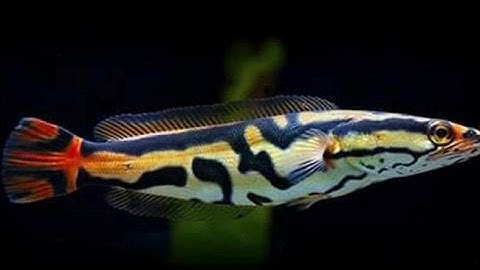 Cá lóc bông Thái Lan - sát thủ đến từ Đông Nam Á