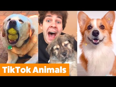 Adorable TikTok Pets | Funny Pet Videos