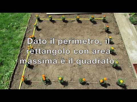 Video: Quali attributi condividono un rombo e un rettangolo?