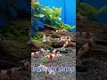 Red bee shrimp ~珂雪(かせつ)~ #レッドビーシュリンプ #珂雪 #アクアリウム #aquarium