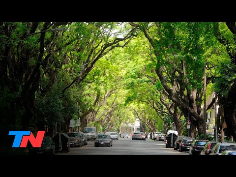 Video: ¿Por qué cae agua de los árboles?