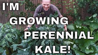 Tips & Tricks! Homesteader's Kaleidoscopic Perennial Kale Grex! - Karl’s Food Forest Garden: S01E109