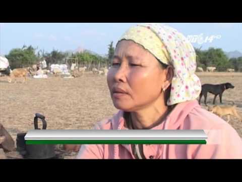 (VTC14)_Ninh Thuận: Di