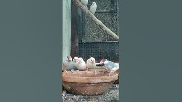 White java silver java #shortsfeed #breeding #shortvideo #youtubeshorts #colony #viralshort #albino
