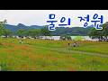 [2026.6.7] 지금 가기 딱 좋은 물의 정원 꽃양귀비 산책｜남양주 여행, 서울근교 여행