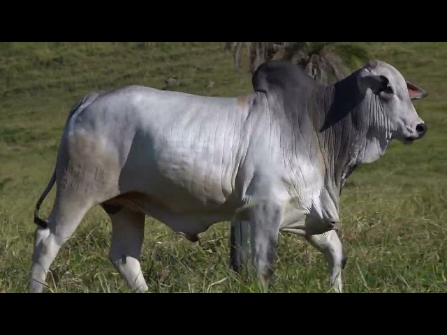 Lote 18   Leilão Touros Fazenda Santa Tereza