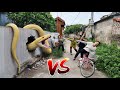 The Brave Girl and Hunter Confront a Giant 100kg Snake
