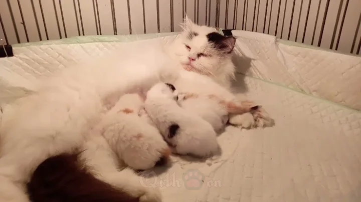 Video 11895111: cats kittens meowing compilation, kittens meowing compilation funny, kittens mother cat, laugh cats dogs funny, mom cat, cat old