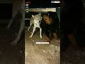Aggressive Wolf Vs Huge Tibetan Mastiff Dog Shorts Ytshorts Viralshorts Wolf 