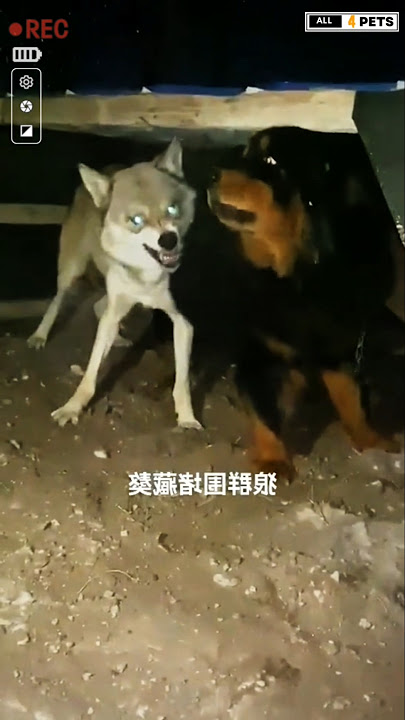 Aggressive wolf vs huge Tibetan Mastiff dog #shorts #ytshorts #viralshorts #wolf