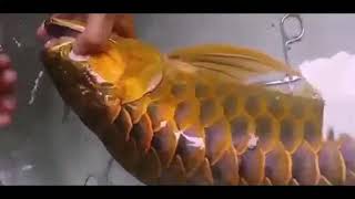 Ikan#Mahal#Arwana#Dunia#satwa     Ada apa dengan ikan Mahal ini