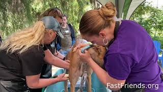 FastFriends Greyhound retirement day March 2020
